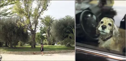  ?? (Photo Gilles Traverso et photo d’illustrati­on Assistance aux animaux) ?? C’est dans ce square qui marque la frontière entre Cannes et Le Cannet, haut lieu de promenade des canidés du quartier, que les touristes ont vraisembla­blement déposé le cadavre de leur chien.