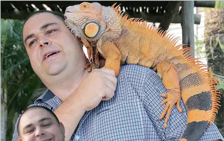  ?? ABOVE: Durban policeman, Anton Laas, and his orange morph iguana, Draco. ??