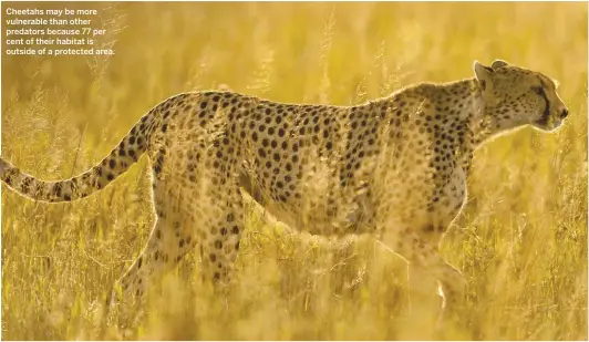  ??  ?? Cheetahs may be more vulnerable than other predators because 77 per cent of their habitat is outside of a protected area.