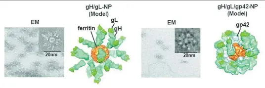  ?? CJ WEI ?? Primer plano de los modelos de las nanopartíc­ulas de las dos vacunas