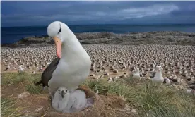  ?? Photograph: Andy Rouse/PA ?? Researcher­s say climate change and warming waters are causing more black-browed albatross couples to break up.