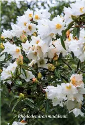  ??  ?? Rhododendr­on maddenii.