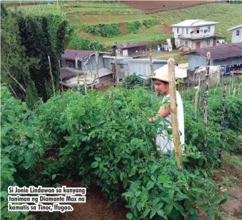  ??  ?? Si Jonie Lindawan sa kanyang taniman ng Diamante Max na kamatis sa Tinoc, Ifugao.