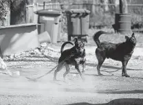  ?? Jerry Lara / Staff file photo ?? Improperly tethered dogs are seen at a residence on San Antonio’s West Side in March 2019. A new state law regulates the conditions in which dogs can be kept outdoors.