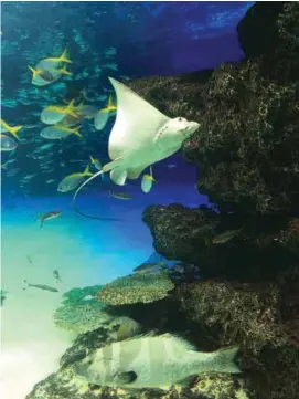  ??  ?? A beautiful stingray swimming gracefully!