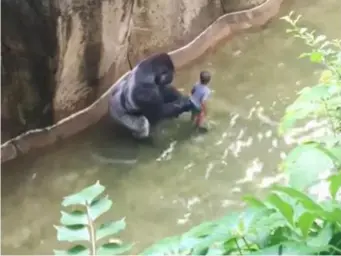  ??  ?? The boy climbs to his feet just seconds before a zoo worker shoots the gorilla