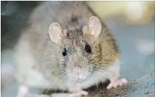 ?? DREAMSTIME TNS ?? The Victor mousetrap company is using a Comcast Corp. network in wirelessly connected rodent traps.