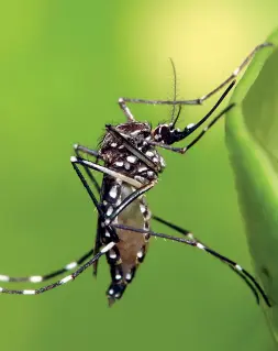  ??  ?? Vettore La zanzara che trasmette la febbre dengue