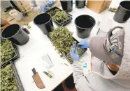  ??  ?? Farmworker­s trim leaves out of marijuana buds at Harborside Farms in Salinas. As the marijuana industry expands, new opportunit­ies are opening up for agricultur­al workers.