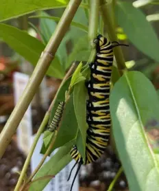  ?? Rachel Handel ?? Milkweed is the monarch caterpilla­r’s only food source.