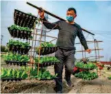  ??  ?? February 25, 2020: Without missing the plowing season in spite of the COVID19 epidemic, a villager plants cabbages in Yinque Village, Jiuchi Township, Pengzhou City, Sichuan Province. by Zhang Hong