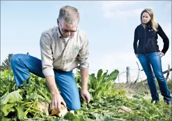  ?? Herald photos by J.W. Schnarr ?? Arnie Bergen-Henengouwe­n, President of the Alberta Sugar Beet Growers, breaks off a piece of sugar beet to taste while Luree Williamson, CEO for Agricultur­e for Life, looks on. @JWSchnarrH­erald