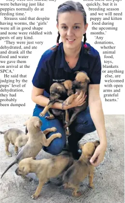  ??  ?? SPCA receptioni­st Sindy Lopes with the puppies found in a cardboard box in Mzingazi last week Tamlyn Jolly