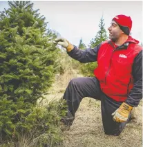  ?? JOHN MAHONEY ?? Phil Quinn says he hit the ground running in November with Christmas tree sales at his Quinn Farm in Notre-dame-de-l'île-perrot.