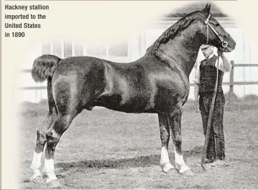  ??  ?? Hackney stallion imported to the United States in 1890