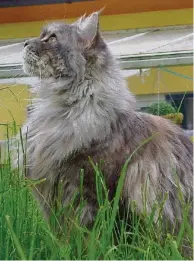  ?? HARALD WEHNER/WIKIPEDIA ?? Eine Maine-Coon-Katze (Symbolbild).