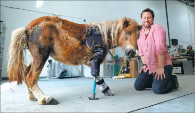  ?? KEVIN LAMARQUE / REUTERS ?? A man kneels beside Angel Marie, a miniature horse who wears a prosthetic leg made by Campana, at Animal Ortho Care in Sterling, Virginia, United States, on Monday.