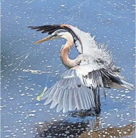  ?? COURTESY ?? “Great Blue Heron” by Annie Brown