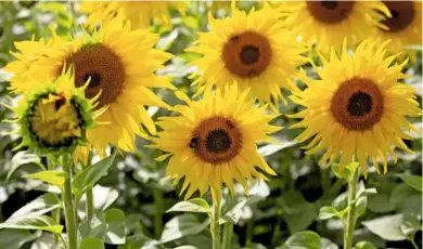  ??  ?? Sunflowers, Helianthus annuus, with their large, bright flower heads are pollen heaven for bees as well as ladybirds.