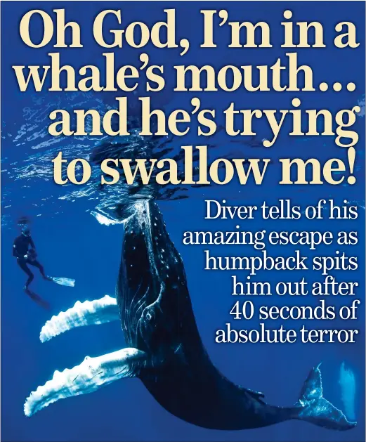  ??  ?? A BIBLICAL TALE: A massive humpback whale (not the one that tried to eat Michael Packard) swims alongside a snorkeller in the Caribbean Sea