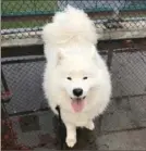  ?? Photo courtesy of Barry Bier ?? Odin during a rainy- day walk at PNC Park in January 2018.