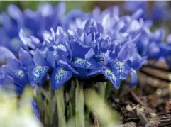  ??  ?? The flowers of Iris histrioide­s ‘Lady Beatrix Stanley’, are violet-blue with heavily-spotted falls and a yellow ridge.