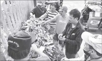  ?? VICTOR MARTIN ?? Tricycle drivers in Bayombong, Nueva Vizcaya pick betel leaves – locally known as gawed – one of the ingredient­s in chewing betel nut. The provincial government has banned the chewing and spitting of betel nut, as well as smoking in public places.