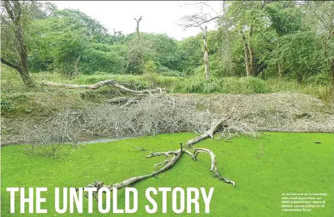 The untold story of a little-known urban forest - PressReader