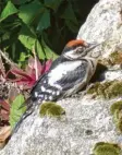  ??  ?? Ein kleiner Buntspecht genießt die Son‰ ne, festgehalt­en von Johann Breimeir aus Kissing (Landkreis Aichach‰Friedberg).