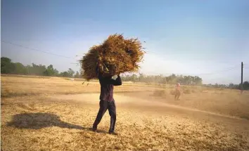  ?? AP ?? ■
A farmer carries wheat crop harvested from a field on the outskirts of Jammu.