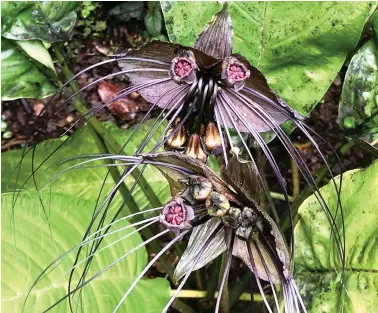  ?? (D. Allan Drummond via AP) ?? This image provided by D. Allan Drummond shows a bat flower (Tacca chantrieri) in Papaikou, Hawaii.