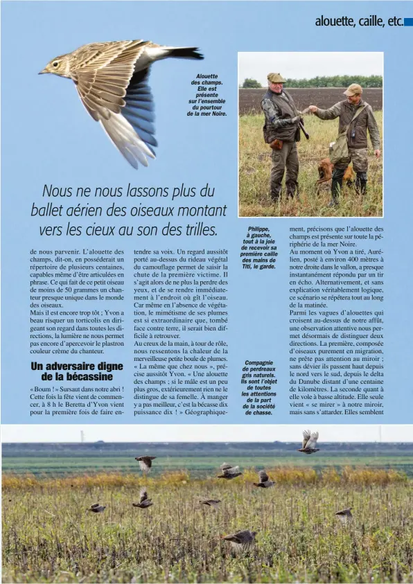  ??  ?? Alouette des champs. Elle est présente sur l’ensemble du pourtour de la mer Noire.
Philippe, à gauche, tout à la joie de recevoir sa première caille des mains de Titi, le garde.
Compagnie de perdreaux gris naturels. Ils sont l’objet de toutes les attentions de la part de la société de chasse.