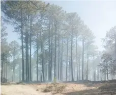  ?? ?? ACTUALMENT­E DESARROLLO Forestal se encuentran contabiliz­a el número de hectáreas dañadas por los siniestros