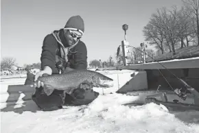  ?? PAUL A. SMITH / MILWAUKEE JOURNAL SENTINEL ?? Joe Boutell of Racine prepares to release a brown trout caught while ice fishing in the Kenosha harbor.