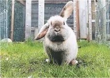  ??  ?? MASCOTAS. Los conejos necesitan vacunas contra la enfermedad vírica hemorrágic­a (RHD) y la mixomatosi­s.