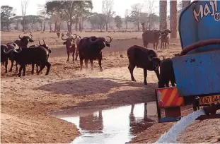  ??  ?? Buffalo approach a watering hole after a bowser water tanker delivers water to thirsty wildlife at the Tsavo-west national park, after traveling 70 km from the town of Voi, approximat­ely 400 km southeast of Kenya’s capital Nairobi, on Oct 19, 2016. —AFP