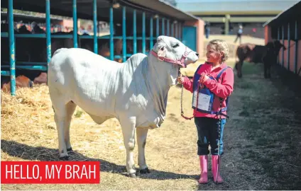  ?? Picture: Jacques Nelles ?? Karlienke Coetzee, 8, with her Brahman cow, Queenie, at the Jacaranda agricultur­al show at the Tshwane events centre yesterday. The show runs until Sunday in Pretoria.