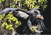  ?? RICHARD VOGEL AP ?? The California condor is one of the many species that have been helped by the Endangered Species Act.