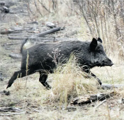  ?? BRUCE EDWARDS / POSTMEDIA NEWS ?? A wild boar is spotted on the loose about 100 kilometres northwest of Edmonton.
