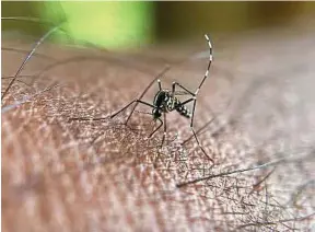 ?? M. Kiran / AFP ?? Aedes albopictus peut transmettr­e les virus de la dengue, du zika et du chikunguny­a.