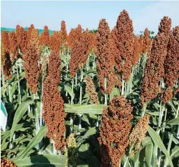  ??  ?? SORGHUM DEMO IN CAPIZ – Sorghum trial plantings have been started in Capiz in the Department of Agricultur­e’s Research Outreach Stations in the towns of Malapad Cogon, Sigma, and in Astorga, Dumarao last January 4. The trials could determine if this grain crop can be successful­ly grown in the province. Sorghum is a hardy crop that can withstand drought and other stresses better than other crops. The grains are good ingredient­s for livestock feed as well as for humans.