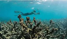  ?? FOTO: AP ?? Ein Taucher dokumentie­rt per Kamera eine Zone mit abgestorbe­nen Korallen auf dem Great Barrier Reef.