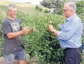  ??  ?? Not so healthy: Central Hawke’s Bay ginkgo grower Stu Garner, left, discusses his crop with Nature Green director John Knight.