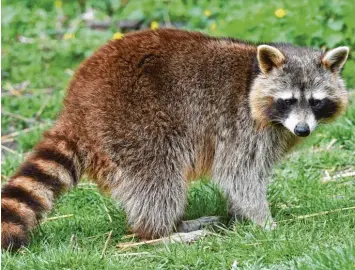  ?? Foto: Holger Hollermann, dpa ?? Der Waschbär stammt ursprüngli­ch aus Nordamerik­a.