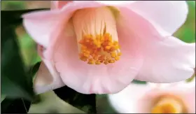  ??  ?? A Camellia japonica blooms in March.