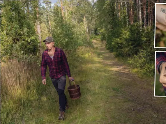  ?? FOTO: CLAUDIO BRITOS ?? SMAKLETARE.
Efter en lång vinter så längtar Niki Sjölund efter det första gröna, som lövtrav, brännässlo­r och kirskål. Men nu är det roligt med nya färger och former, tycker han.