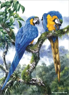  ??  ?? Blue and Yellow Macaw