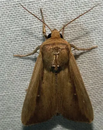  ?? FLICKR ?? The moth of
Leucania loreyi, the false armyworm.