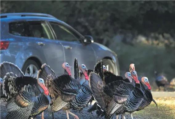  ?? Paul Kuroda / Special to The Chronicle ?? Wild turkeys roam Lafayette Reservoir near a parking lot with departing cars. Wildlife biologists say their numbers are increasing, and they thrive in East Bay.