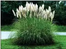  ?? Pampas grass ?? POPULAR AGAIN: